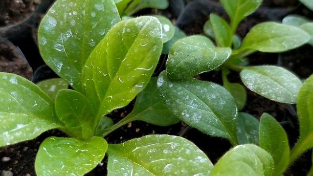 Ожог листьев у петунии. смотреть онлайн