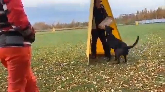 Голландская овчарка, Хердер, IGP