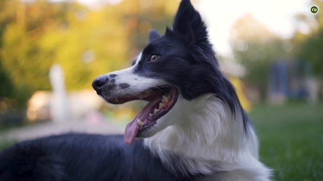 ТОП 5 Пород собак ДОЛГОЖИТЕЛЕЙ смотреть онлайн