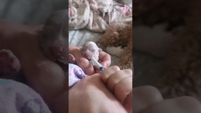 подкормка щенка, родила той пудель #тойпудель #щенок #продажа #собаки #теддипудель смотреть онлайн