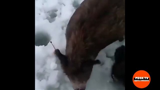 ПРИКОЛЫ НА ОХОТЕ И РЫБАЛКЕ| МАРТ #2| ЖГУТ| ПЬЯНЫЕ| СМЕХ ДО СЛЕЗ| ЛУЧШИЕ МОМЕНТЫ| УГАР| РЖАКА| FUNNY смотреть онлайн