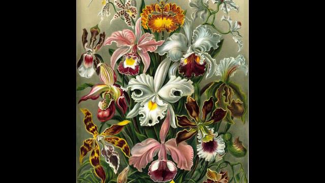 Flowers Seed Catalog Prints Geraniums, Roses, Lilliums, Iris's, Hollyhocks, Pansies,