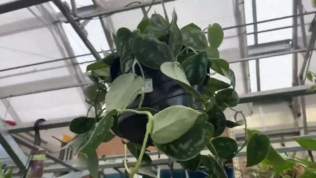 Big box store house plant shopping and haul! | huge selection at Home Depot! смотреть онлайн