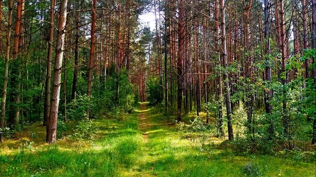Успокаивающее пение птиц в летнем лесу. Расслабляющие звуки природы. Звуки природы для сна. смотреть онлайн