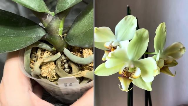 Новые орхидеи.🦋 Как уложить хомяка в спячку ???☺️🐹 смотреть онлайн