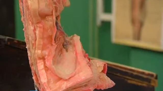 Тело человека И В Гайворонский смотреть онлайн