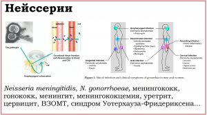 26. Клинически значимые бактерии рода Neisseria
