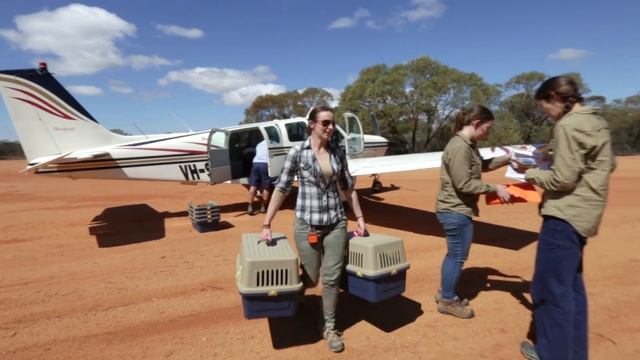 Historic return to mainland Australia for one of our rarest kangaroo species смотреть онлайн