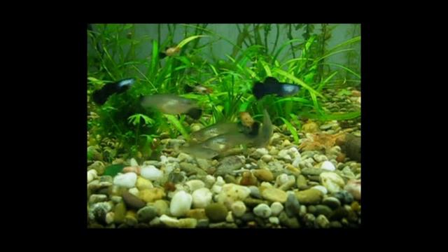 Гуппи панда/Guppy Panda смотреть онлайн