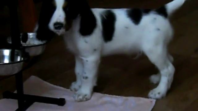 Щенок Л-Барей от пары Агат вл.Жарков А (Саратов) и Твинки-Белла вл.Богатиков (Самара) смотреть онлайн