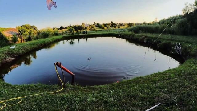 Вечерняя рыбалка ловлю белого амура ? на листья плодовых деревьев смотреть онлайн