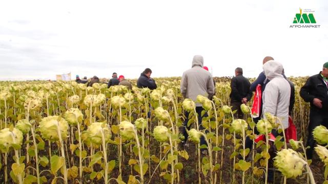 BASF система Клеарфилд Плюс смотреть онлайн