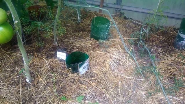 Полив томатов в теплице смотреть онлайн