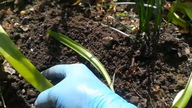 Пересадка луковицы Гипеаструма в открытый грунт! смотреть онлайн