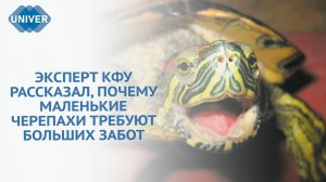 КАК УХАЖИВАТЬ ЗА ЧЕРЕПАХАМИ?