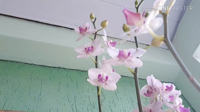ORQUÍDEA PHALAENOPSIS COM 4 HASTES FLORAIS😍😍ESSE É O RESULTADO DO MEU CULTIVO...ÓTIMO SÁBADO 💗💗 смотреть онлайн