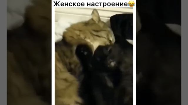 забавные котики