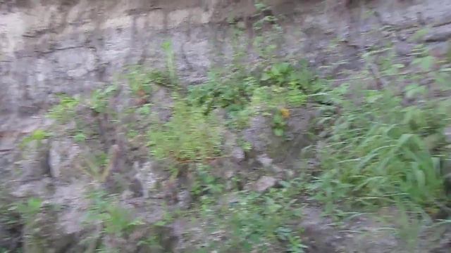 Останки неизвестного животного. смотреть онлайн