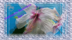 Музыкальная  открытка . Хорошего  весеннего  дня .