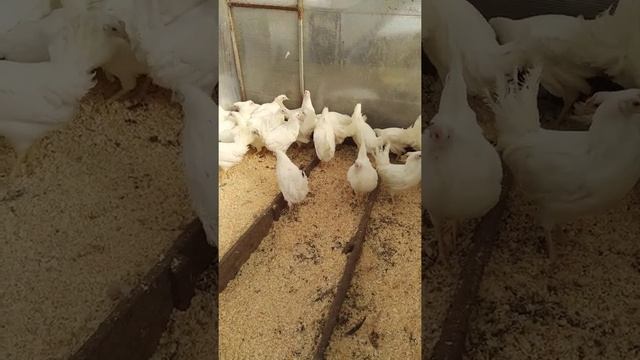 Яичные куры.