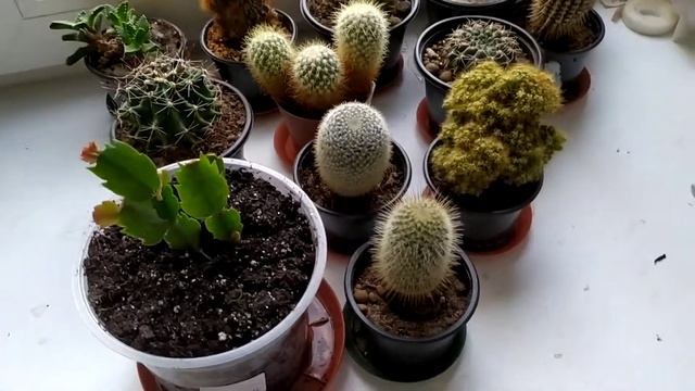 Cereus Peruvianus Monstruosa (Разновидности этого кактуса + миниобзор других растений)