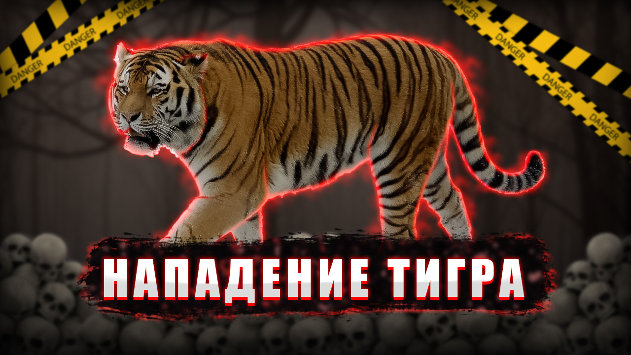 Тигр напал на человека в Хабаровском крае. #ЧП #новостирф #тигр смотреть онлайн