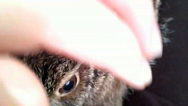 Немного о моих питомцах🐯 смотреть онлайн