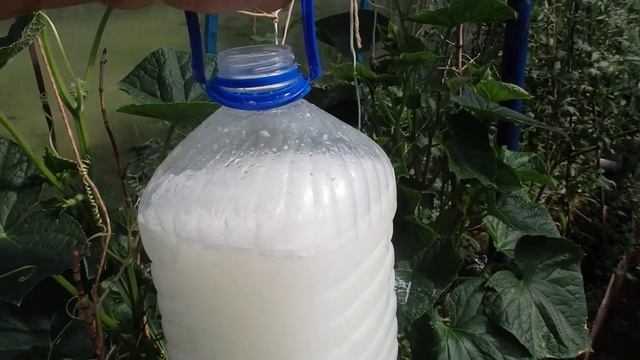 Что будет, если подкармливать Огурцы молочной сывороткой? Они сразу зацветут! смотреть онлайн