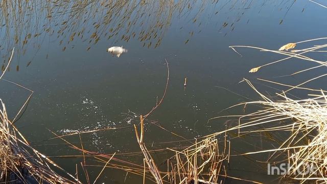 Рыба ушла спать! Я проспал! Но рыбу поймал! Карась прёт!