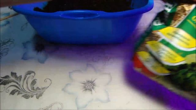 Взошли семена основного посева томатов. Посадка в стаканчики. смотреть онлайн