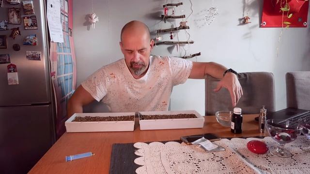 Adenium Obesum - výsev / sowing (ENG subtitles) смотреть онлайн