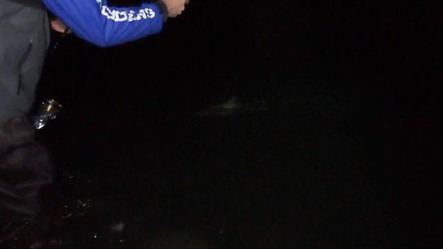 SEARCHING for LATE SEASON Surf Fishing Striped Bass on Long Island , New York - Smooch and Release смотреть онлайн