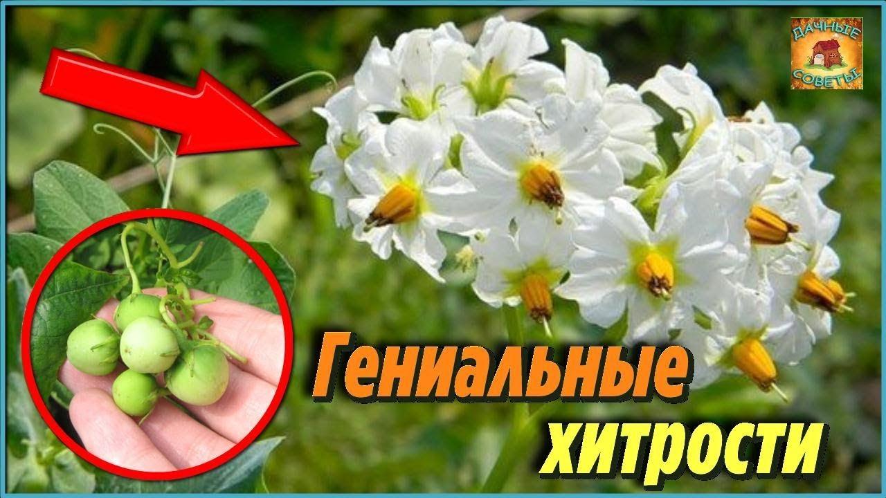 Это стоит знать каждому дачнику Гениальные хитрости, которые помогут увеличить урожай картофеля смотреть онлайн