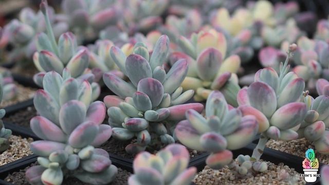 (ENG SUB) Beautiful succulent plant Cotyledon variegated collection - garden succulent смотреть онлайн