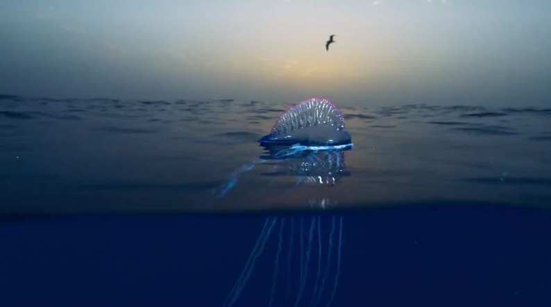 Португальский кораблик или физалия (лат. Physalia physalis) смотреть онлайн