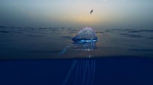 Португальский кораблик или физалия (лат. Physalia physalis)