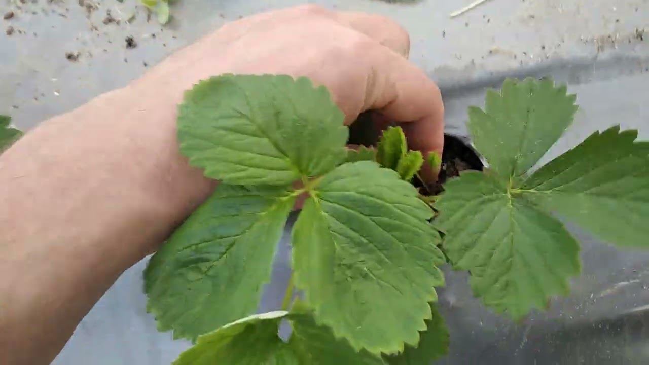 Что делать, если это произошло с кустами клубники!