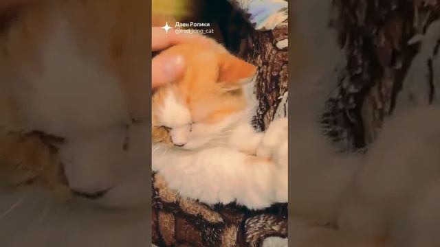 Стишок про рыжего кота. смотреть онлайн