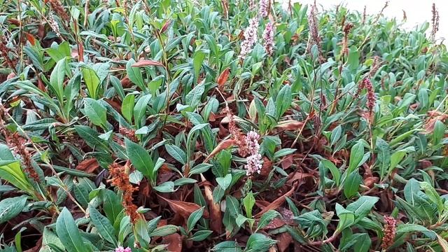 Persicaria affinis - grow & care (Polygonum affine) смотреть онлайн