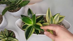 Сансевиерия Хани (Sansevieria Hahnii). Обзор ханичек в моей коллекции сансевиерий