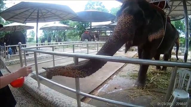 Паттайя. Зоопарк. Кормим слонов, жирафов и сомов. смотреть онлайн