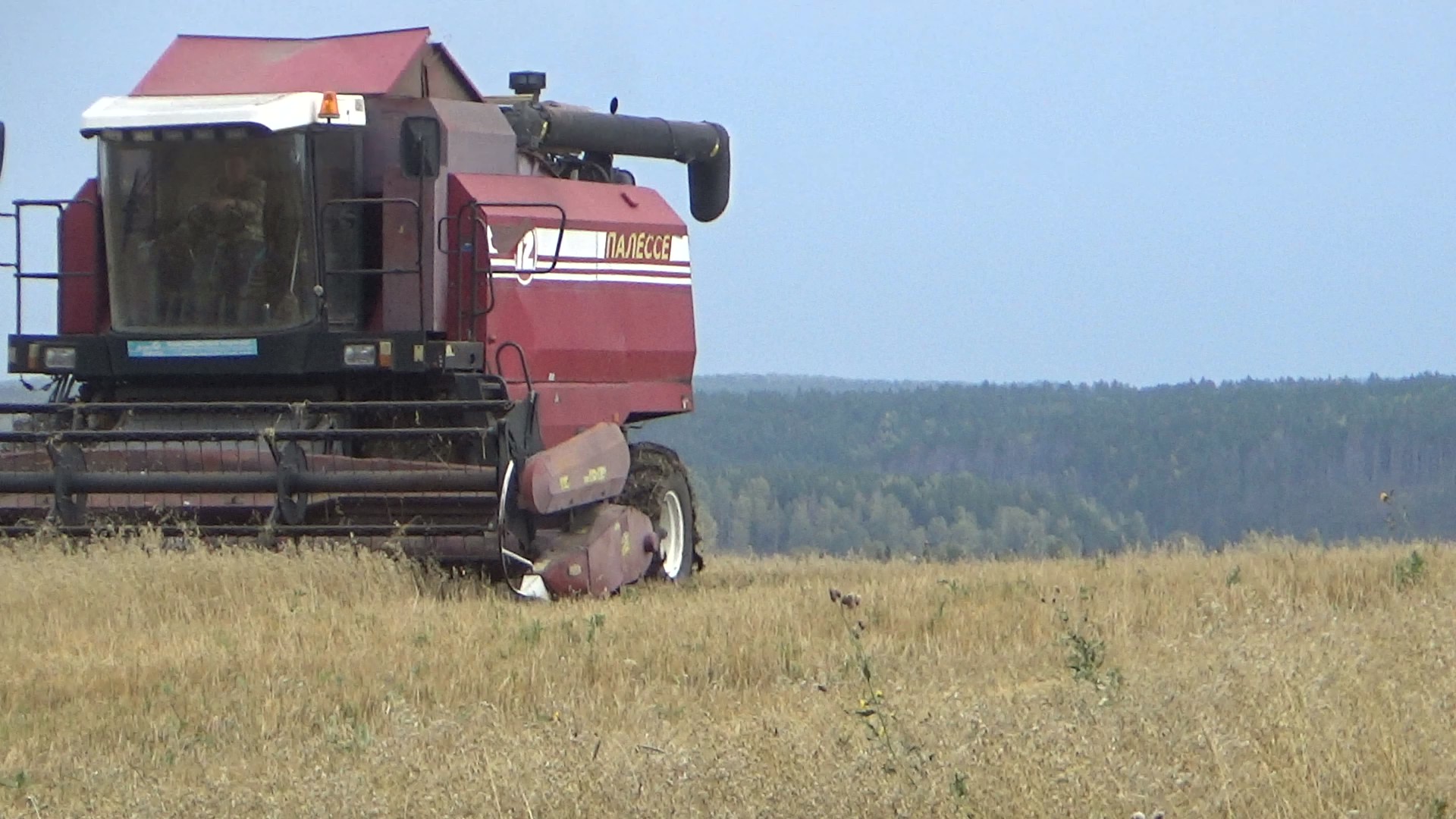 Уборочная комбайном Палессе GS-12. Начали убирать пшеницу. смотреть онлайн