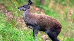 Звуки кабарги.Sounds of musk deer.