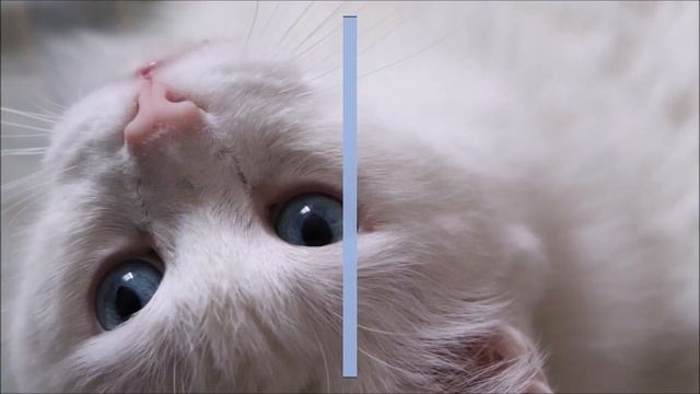 Стихи про кошек #стихи #кошки #французский смотреть онлайн