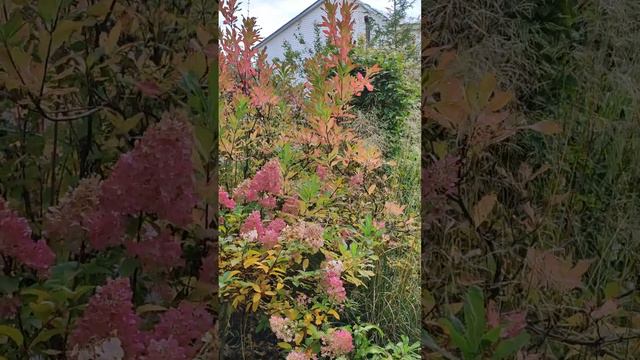 Листопадный рододендрон и гортензия метельчатая 1 октября. смотреть онлайн