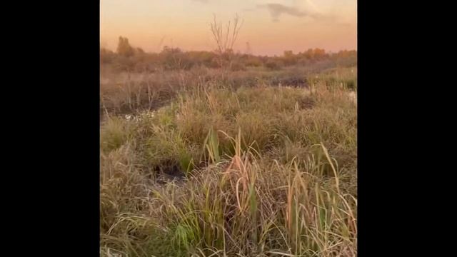 Утиная охота. Шатурские болота 2021г. смотреть онлайн