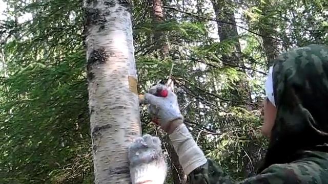 Заготовка бересты. Снятие ленты смотреть онлайн