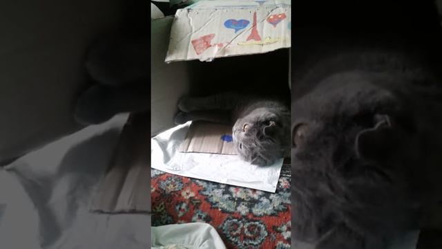 Смишилка про кошку))) ? смотреть онлайн