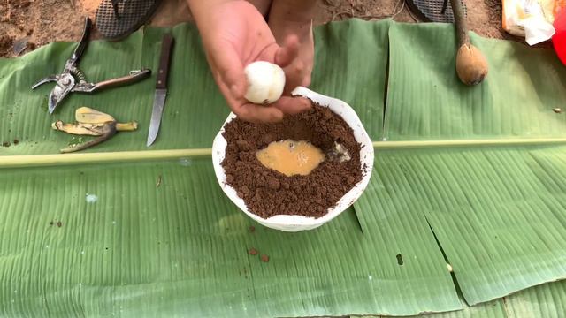 Unique Skill Grafting Sapodilla Tree with Yellow Pepper and Aloe Vera Make A lot of Fruit смотреть онлайн