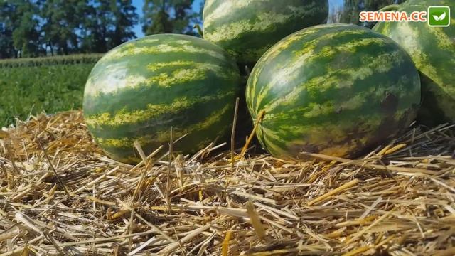 Бонта F1 кавун (Seminis) Культура в полі смотреть онлайн